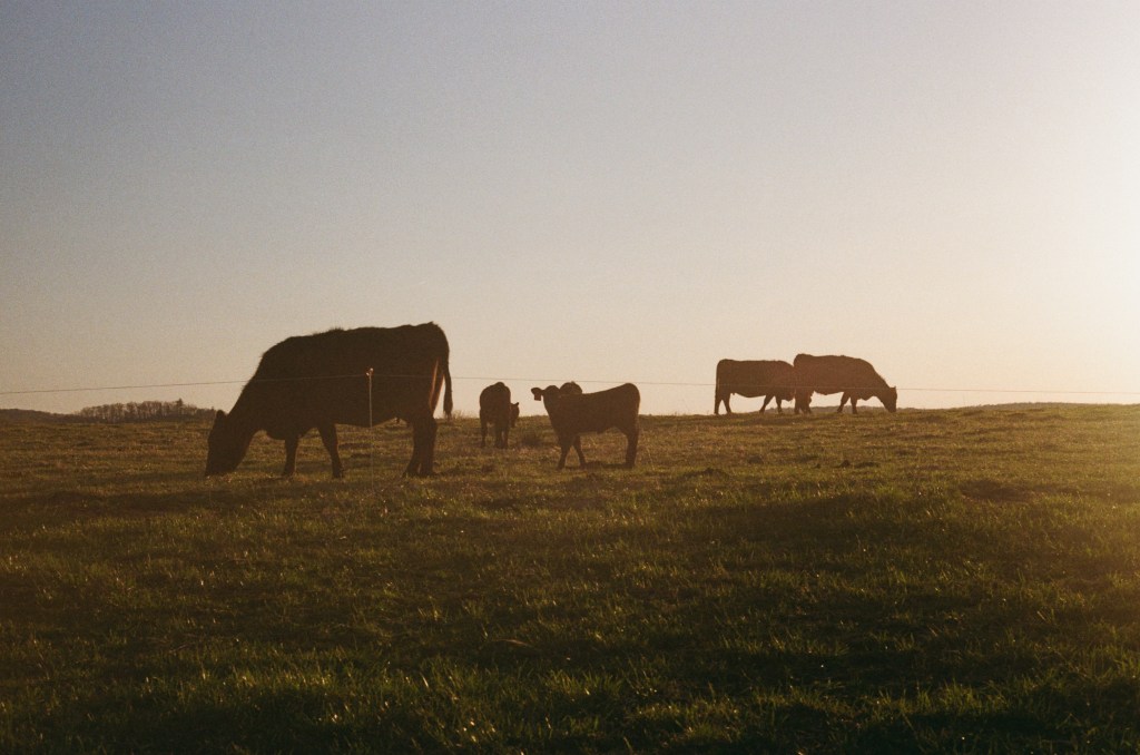 cows sunset