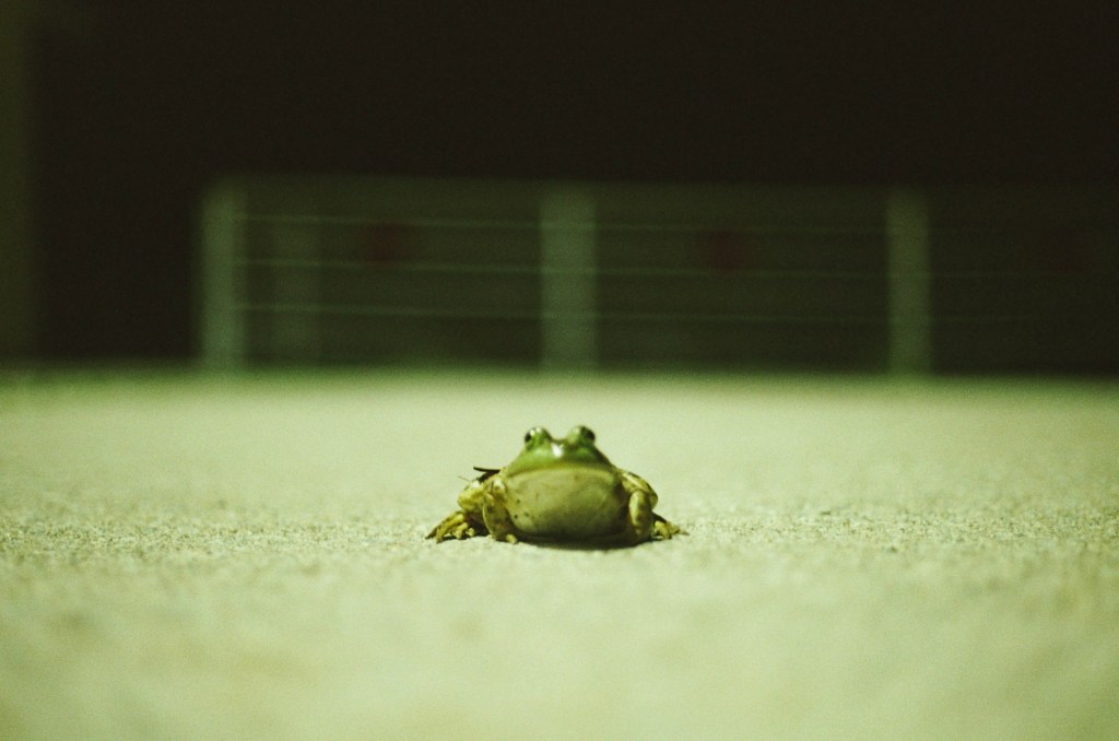 night frog